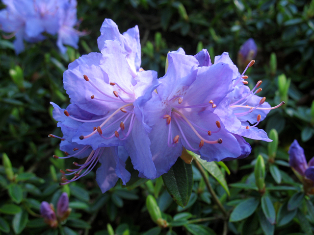 rhododendron_impeditum_0939 (650x480, 263Kb)