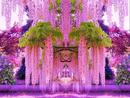 wisteria-flowers (497x373, 108Kb)