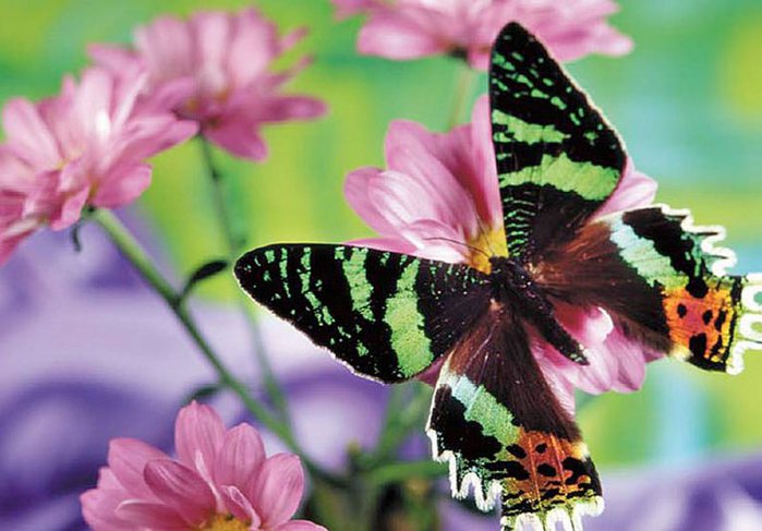 Бабочка - красавица... (фото и стихи). Обсуждение на LiveInternet ...
