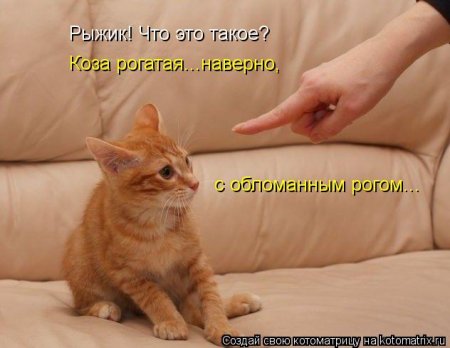 1352724128_kotomatritsa_aj (450x348, 27Kb)