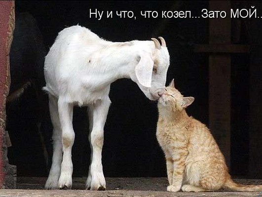 значение слова козел в отношении мужчины