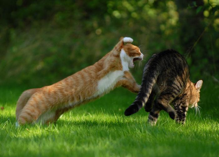 Cat_Fight_30-s1024x731-345069 (700x499, 166Kb)