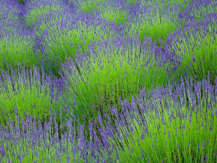 lavanda-wps-1600 (700x525, 419Kb)