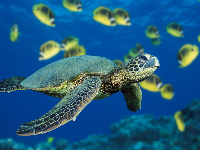 1366115945_green-sea-turtle (700x525, 334Kb)