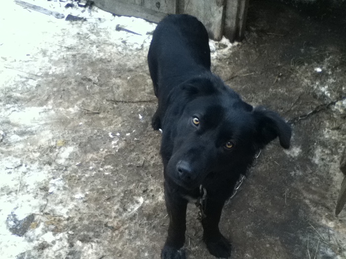 IMG_0100 (700x525, 159Kb)