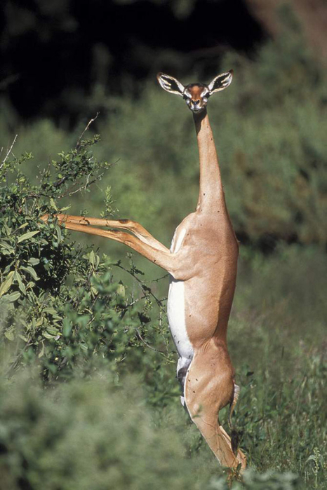 http://img1.liveinternet.ru/images/attach/c/8/102/10/102010255_8Gerenuk.jpg