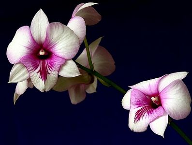 getImage��������400X300 (397x300, 16Kb)