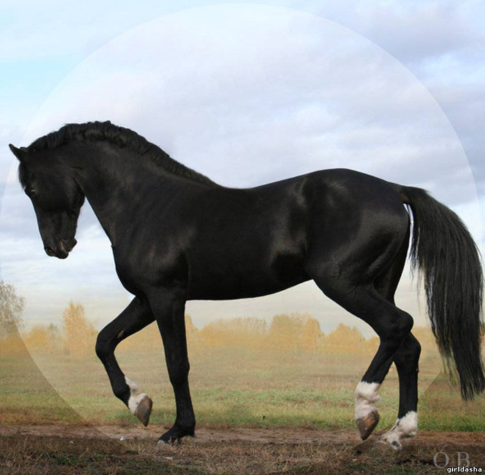 орловский рысак | Рысак, Фотографии лошадей, Красивые лошади