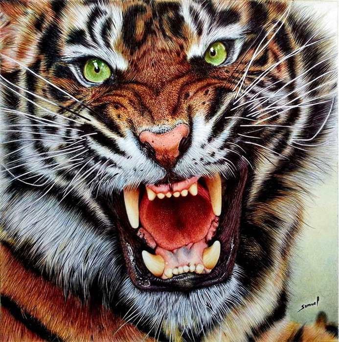 angry_tiger___ballpoint_pen_by_vianaarts-d68doqw (693x700, 195Kb)