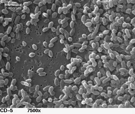 New-microbes_science.psu.edu (450x380, 27Kb)