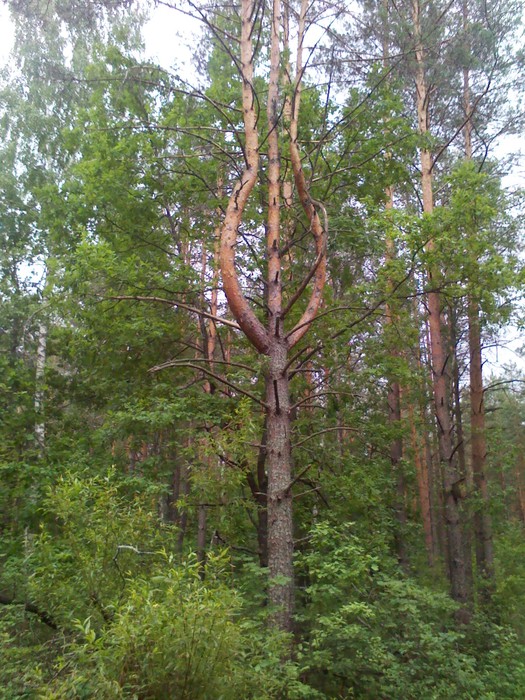 IMG_20130623_154145 (525x700, 166Kb)