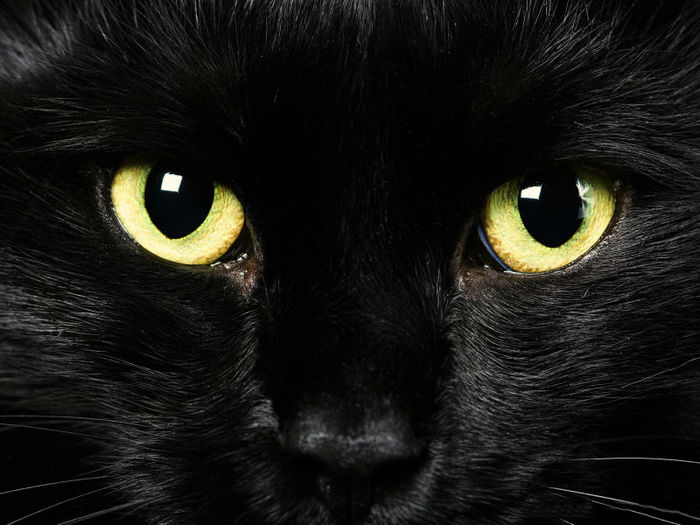    /1372055832_blackcat (700x525, 62Kb)