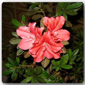 595px-Azalea (353x356, 63Kb)