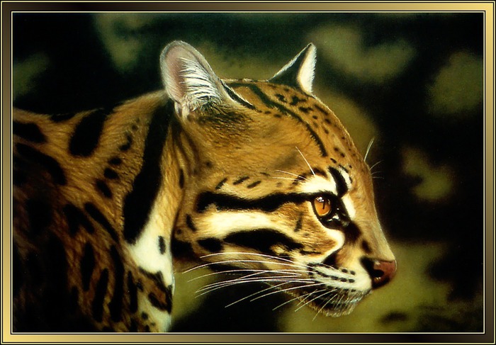 p-ghurley_Ocelot (700x487, 98Kb)