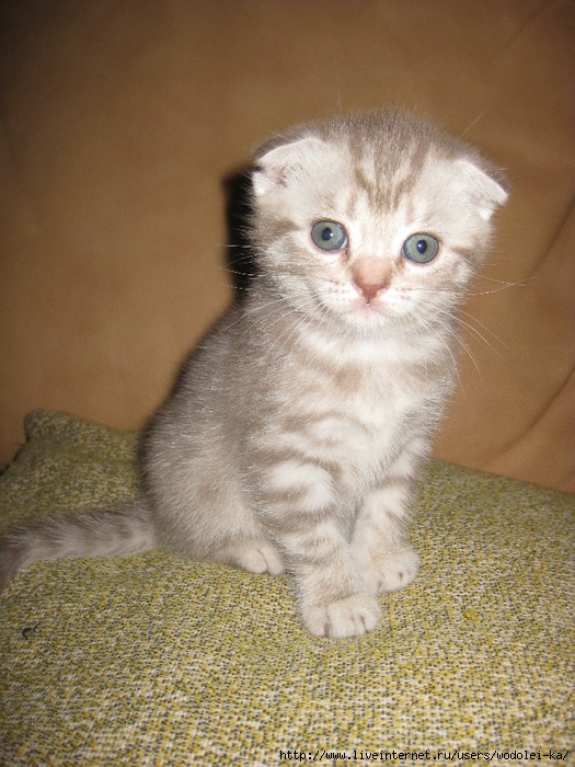 IMG_4741 (525x700, 341Kb)