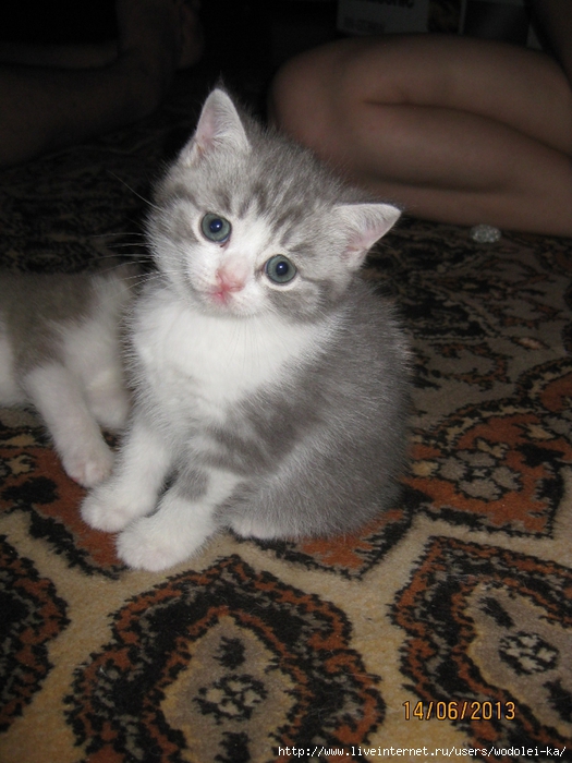 IMG_4791 (525x700, 276Kb)