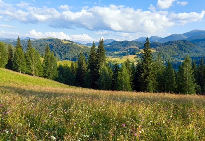 Картинки полей и лугов