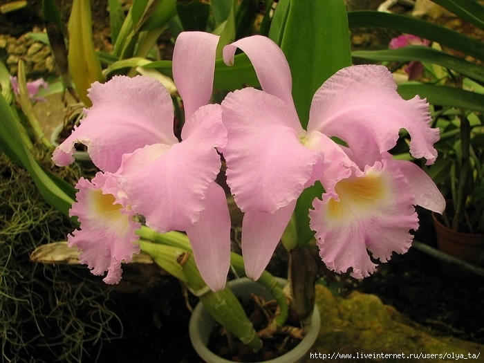 46482382_Cattleya_sp (700x525, 195Kb)