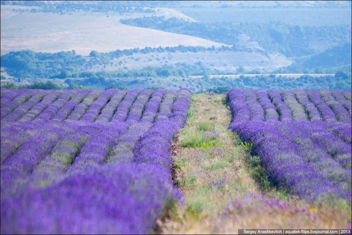 Лаванда белая фото