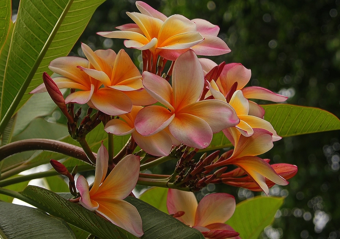 Plumeria-Peach (700x492, 281Kb)