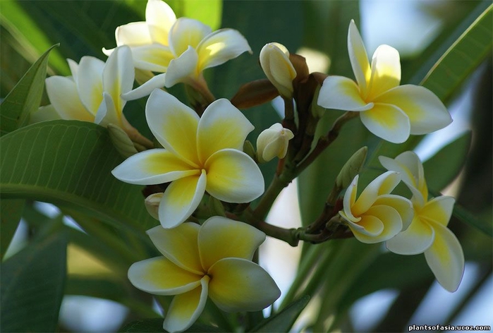 Plumeria-rubra-12 (700x472, 196Kb)