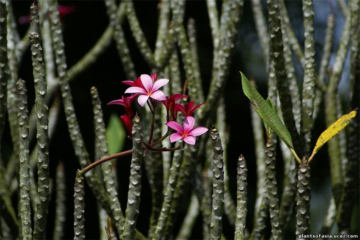 Plumeria-rubra-14 (700x468, 226Kb)