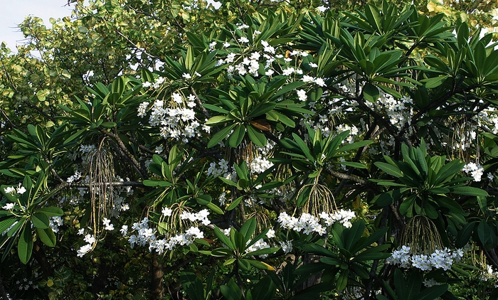 Plumeria-Tree (700x422, 342Kb)