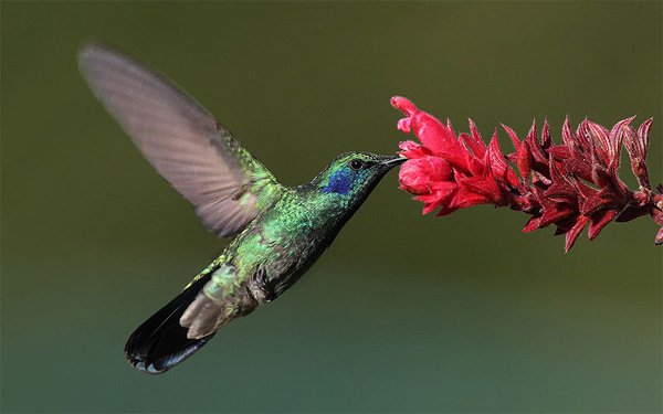 colibri_thalassinus_male_600 (600x375, 133Kb)