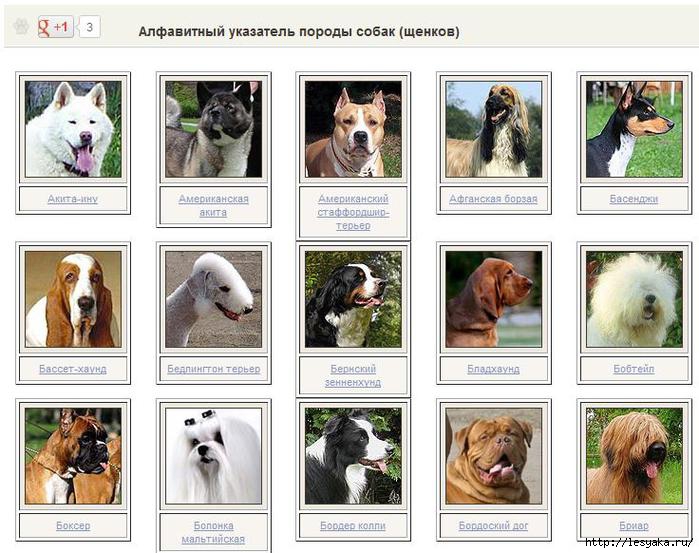 Фотографии маленьких собак разных пород с названиями по алфавиту
