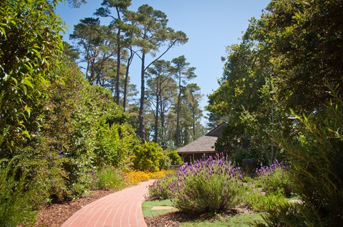 red-brick-walkway-blooming-lavender-ecotones-landscapes_9145 (500x332, 276Kb)