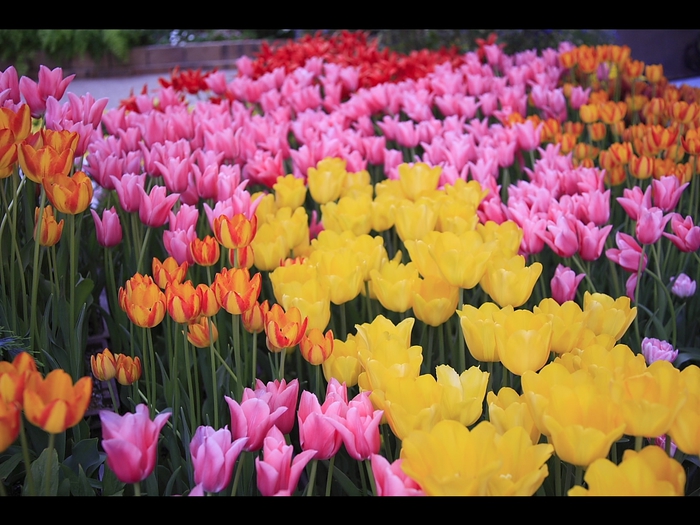 Sikisaikan tulip terrace (700x525, 282Kb)