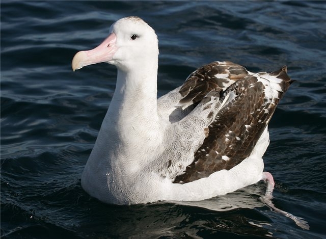 Чем отличается чайка от альбатроса фото