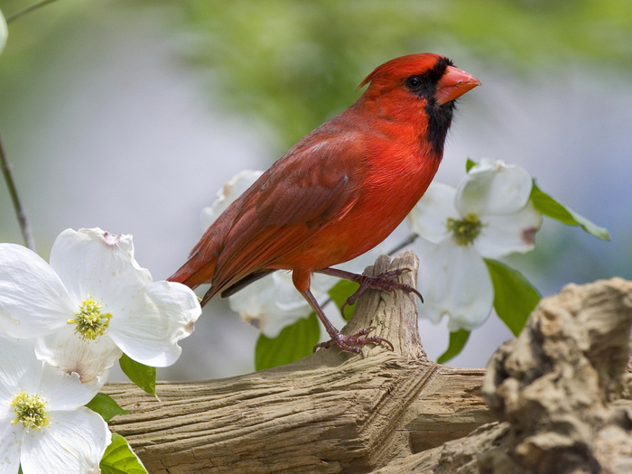 Animals___Birds_Red_bird_033172_1 (700x525, 369Kb)