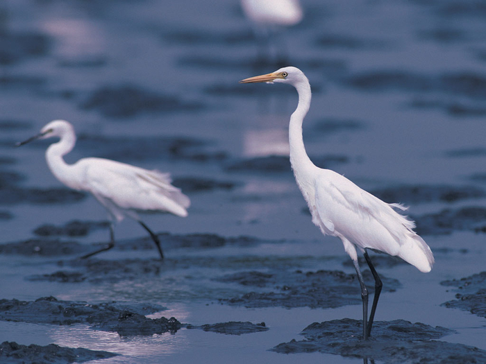 white-birds (700x525, 296Kb)