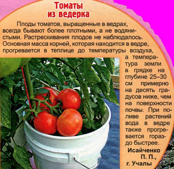 Какие помидоры нужно сажать. Помидоры в ведре вырастить. Томаты в ведрах. Рекомендации по выращиванию помидоров. Посадка томатов в ведрах в теплице.