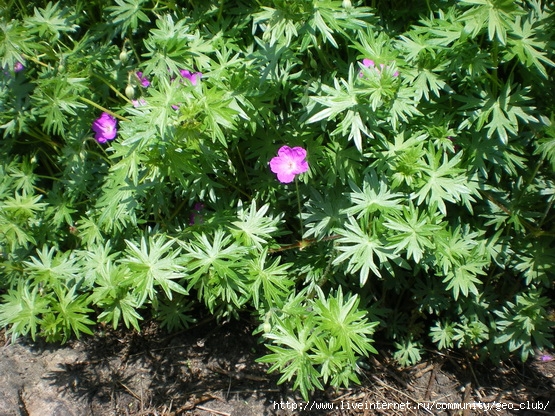 IMGP0051 (555x416, 295Kb)