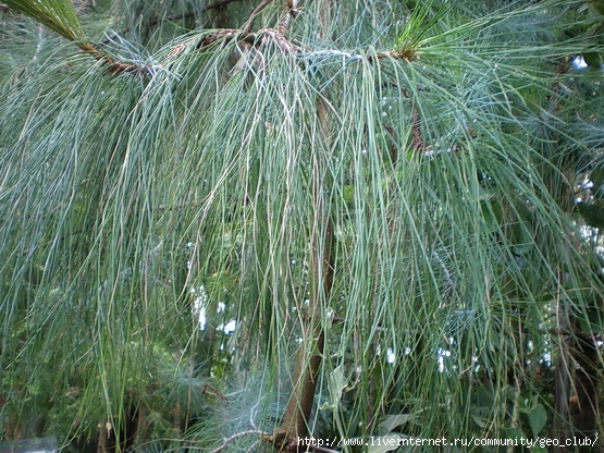 IMGP0108 (555x416, 273Kb)