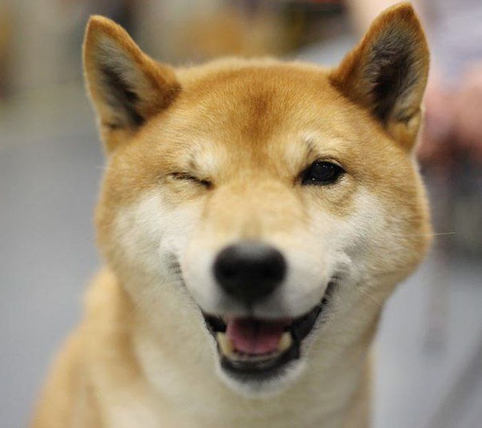 4826692_93964388_1351146492_awesome_39 (700x622, 47Kb)