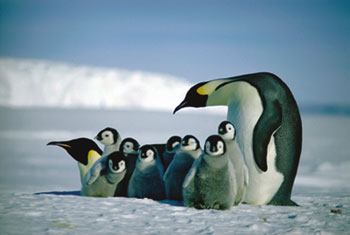 Penguins (350x235, 46Kb)