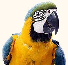 parrot-photo (230x220, 31Kb)