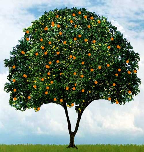 orange_tree (500x528, 195Kb)