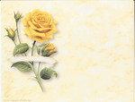  p13_yellow_rose (700x532, 251Kb)