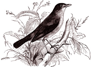 free digital stamp - bird image (320x236, 76Kb)