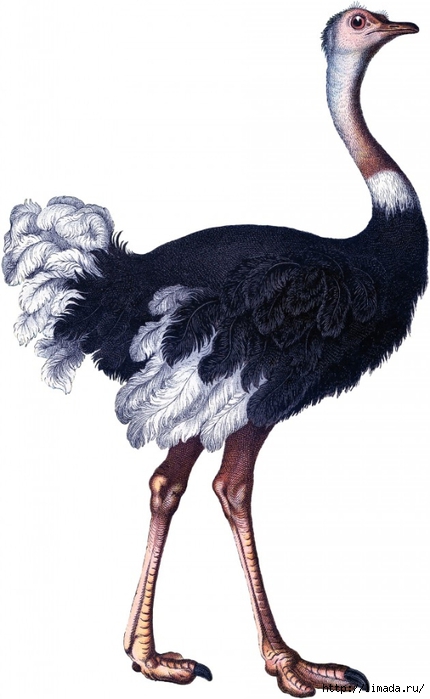Ostrich005_01-630x1024 (430x700, 150Kb)