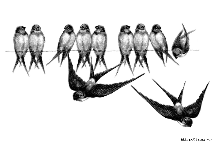 Vintage-Bird-Image-Swallows-Line-GraphicsFairy2 (700x469, 115Kb)