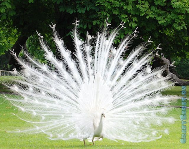 1328788526_great_pictures_of_albino_animals_640_03 (640x506, 76Kb)