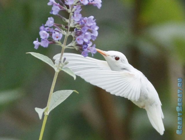 1328789215_great_pictures_of_albino_animals_640_31 (640x485, 36Kb)