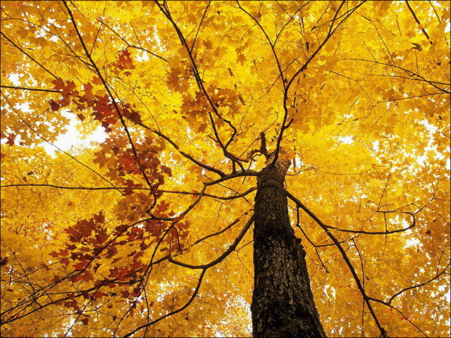 i_4030_amazing-autumn-photos-031 (640x480, 129Kb)