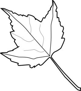 maple-leaf-outline-md (267x300, 25Kb)