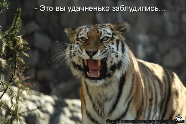 2624338_tigr_eto_vi_ydachno_zablydilis (600x399, 48Kb)